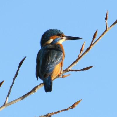 amicowley's profile picture. love for horse riding, gardening, canalboat living and partying. You only live once so live it to the full!