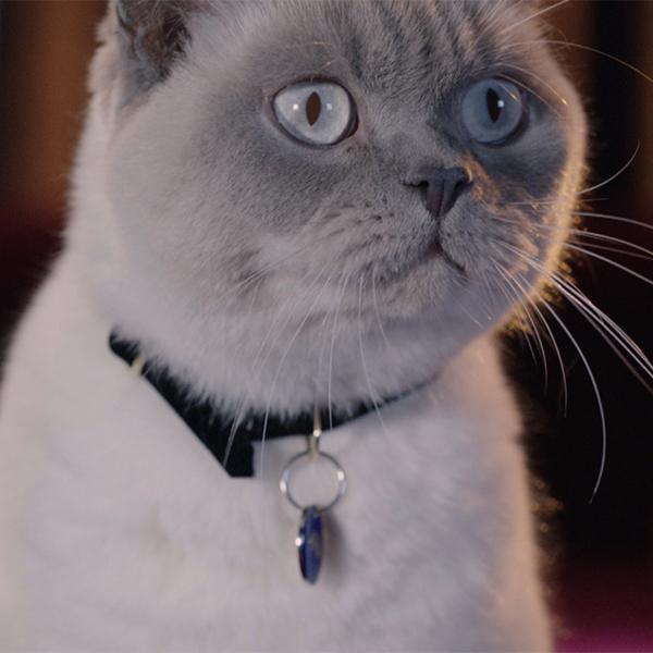 Hello. I’m the star of the @youngsseafood campaign. Yet, I still wait for my humans to grace my dishy with divine Young’s fishy.