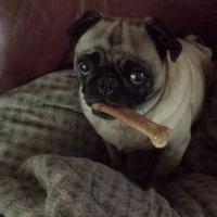 Pug (@heppug) 's Twitter Profile