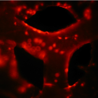 Biofabrication Group (@biofabunipi) 's Twitter Profile Photo Biofabrication Group (@biofabunipi) 's Twitter Profile Photo