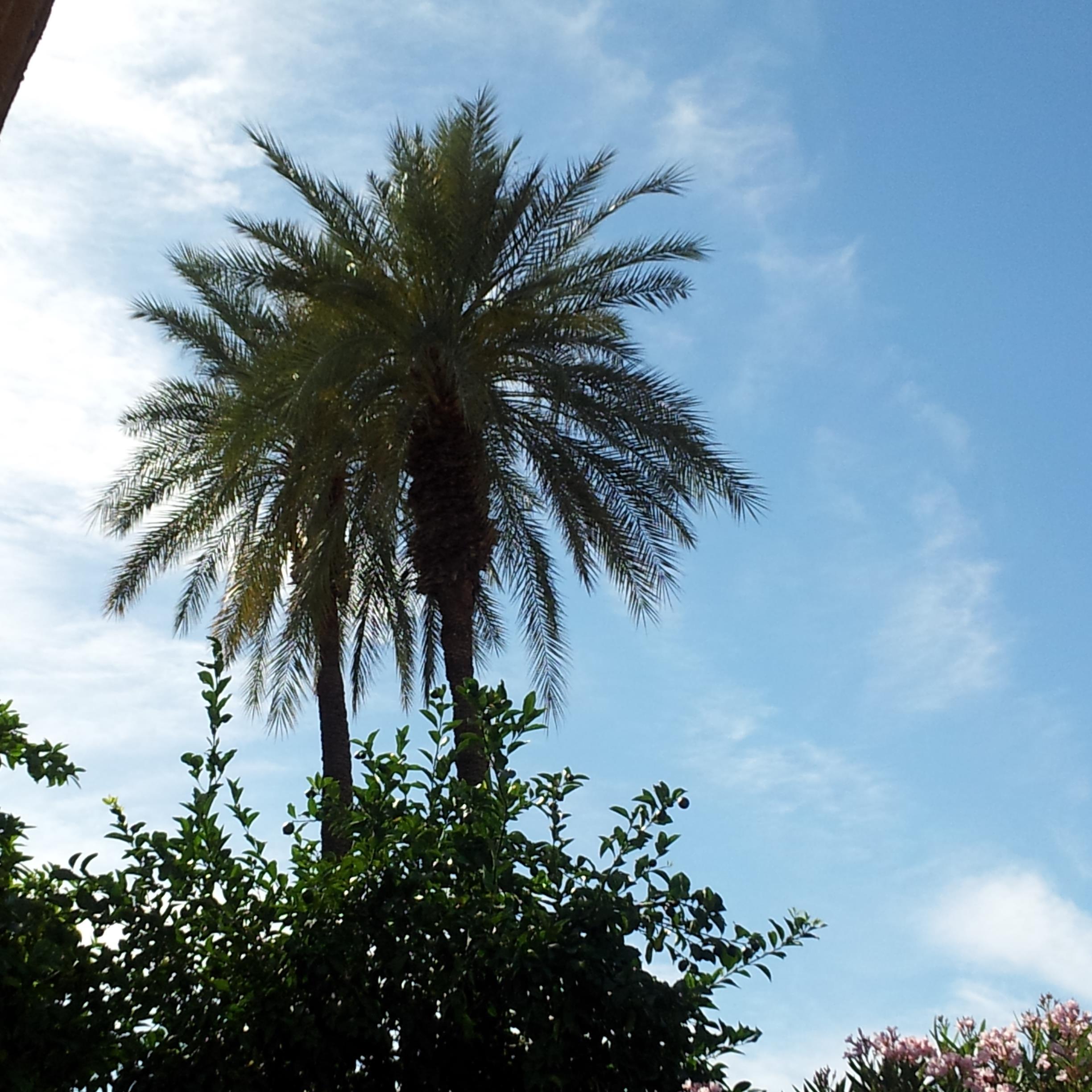 Palmdesertdream's profile picture. 