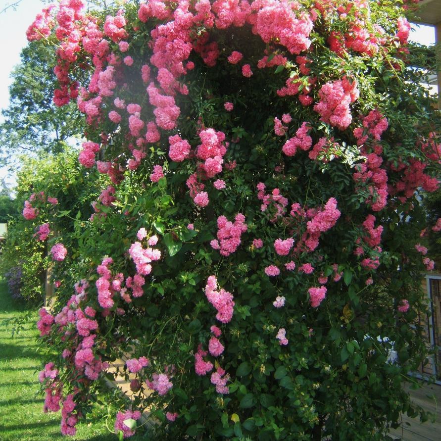 GresmiTachel's profile picture. 