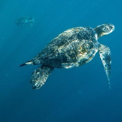 AllyriaR's profile picture. 