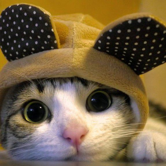 Cute cats and Kittens, funny pictures, memes and HD Wallpapers. Follow us! #followback #siguemeytesigo