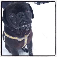 Lola (@lolapug12) 's Twitter Profile