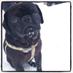 Lola (@lolapug12) Twitter profile photo