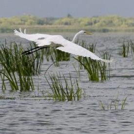 Boulevard of the Great Egret: The Drive to Rename Lapalco Boulevard West of the Harvey Canal (from Lapalco Bridge to Bayou Segnette Park)