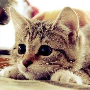 #Cats