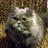 Persian_Boo's profile image