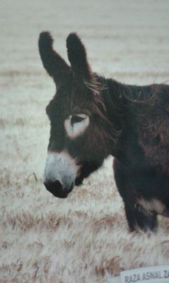 Very often donkeys are not the silly ones, but the clever...
Having said that, I absolutely reject fascism.
🚫DM