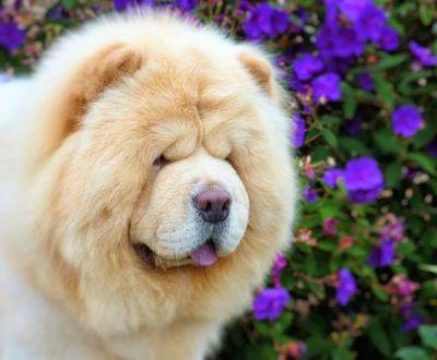 Chow Chow Club Panamá es un grupo de amantes de la raza Chow Chow, con el objetivo de conservar la raza.