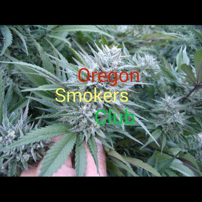 IG: @oregonsmokersclub 
☁ommp compliant☁
Only Smoke Top Shelf Cause Mid-Grade Is Bad For Your Health!