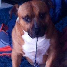 I'm Rossi. I'm a staffie and my Mammy is Daniela of Blade and I love licorice!