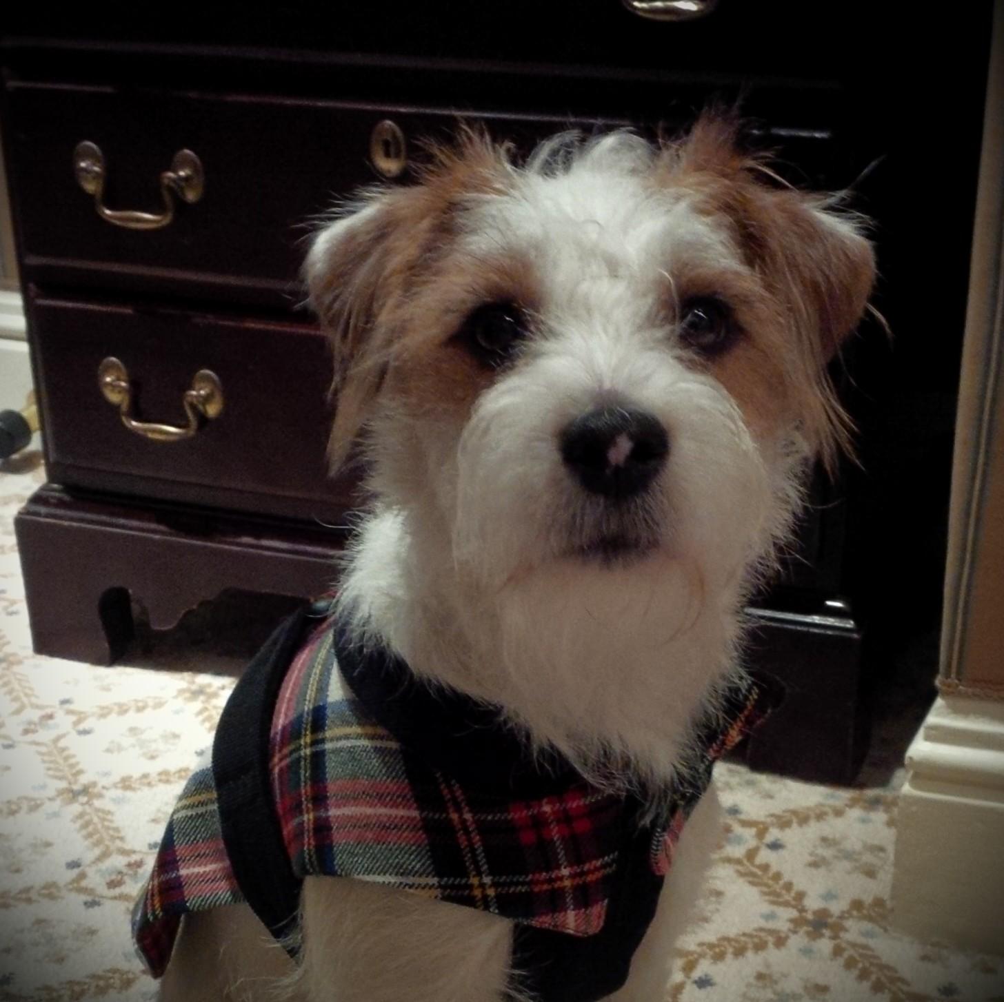 Mollyonfours's profile picture. The world's first globe-trotting, rugby loving, cheeky tweeting Parson Jack Russel, follow me on my mischievous adventures and see what I get up to