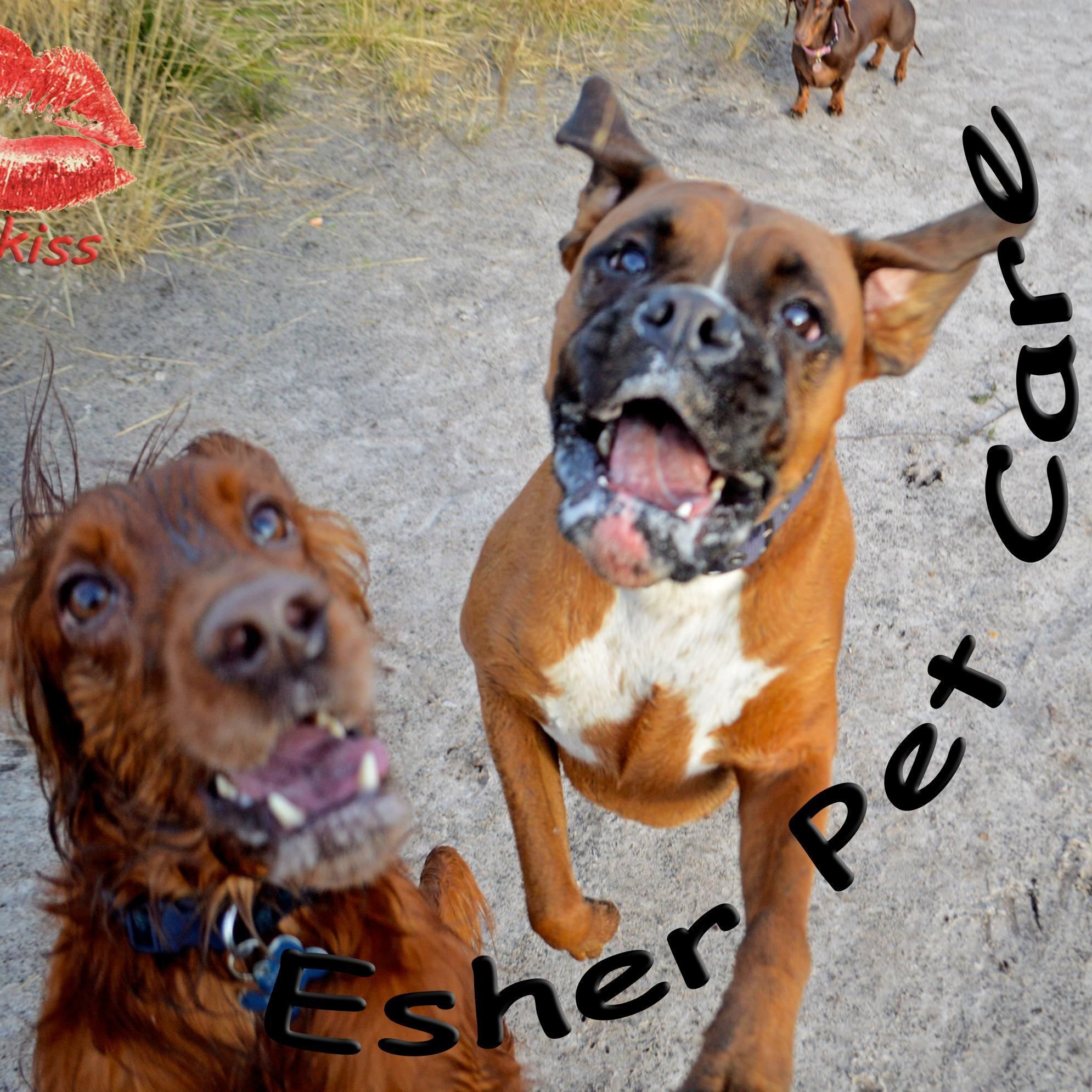 YOUR PETS ARE OUR PRIORITY. My name is Magdalena. I'm offering pet care services, including DOG WALKING and PET SITTING within ESHER and all surrounding areas.