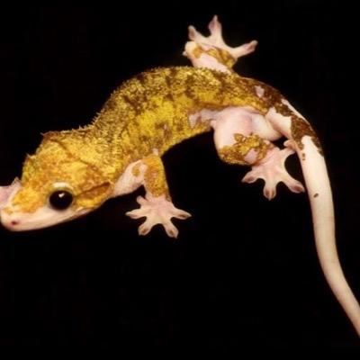 just crested gecko care and facts and cool pictures