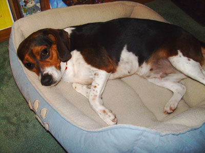 PetWordsDotCom's profile picture. 