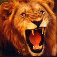 PLP Spirit (@plpspirit) 's Twitter Profile Photo PLP Spirit (@plpspirit) 's Twitter Profile Photo