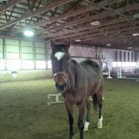 Lucas Cox (@equineriderluc1) 's Twitter Profile