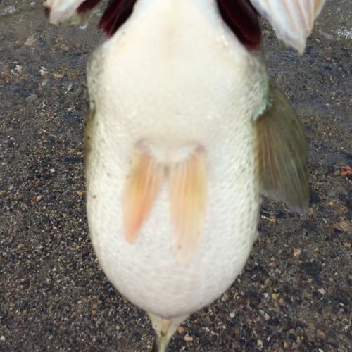 暇があれば琵琶湖でオカッパリ&たま〜に ごみ拾い🎣秋はバスとアオリイカを追いかけるのに忙しいっ🤪 #琵琶湖 #北湖西岸 #バスフィッシング #バス釣り #日本海 #エギング #おかっぱり #カヤックフィッシング
