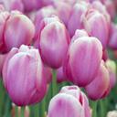 Danielle Cyr - @DCMediaMontreal - Twitter