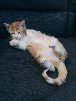 comas_joaquin's profile picture. ¶_¶