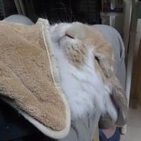 Petit-rabbitry(@tasana1968) 's Twitter Profile Photo