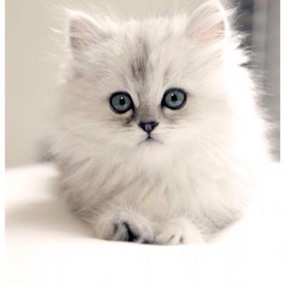 基本、他人のを見ています。 メガネのイケメンと猫が好き。