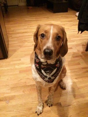 just a long hound dog on a Saturday night looking for the treat of his life.