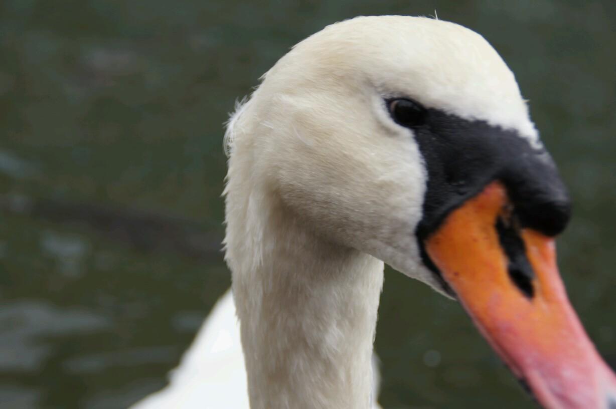 sshhoobboonn's profile picture. 