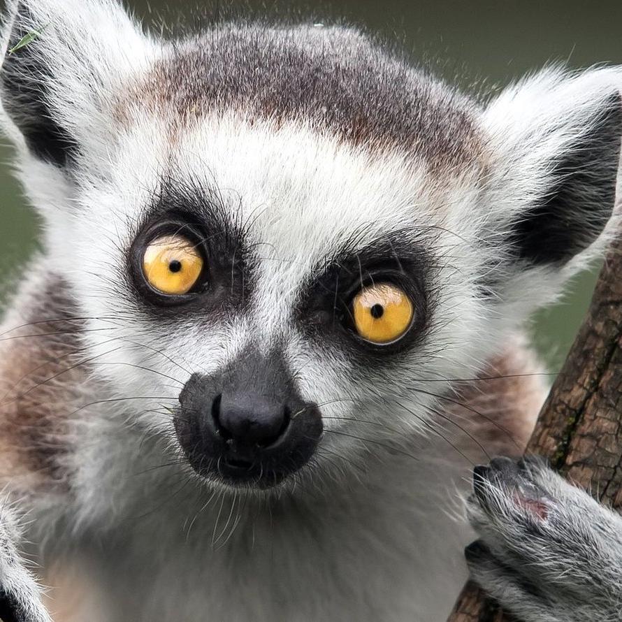 misusedcoaxial's profile picture. 