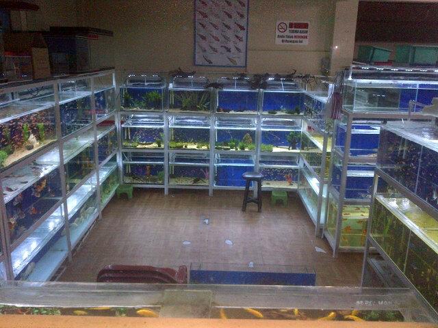 Fresh water Aquarium. Aquascape, koi, koki, louhan, tetra dll. Tersedia juga peralatan buat kolam