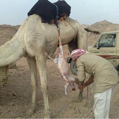 AboShakoosh's profile picture. السعادة تحصل لك عندما يكون هناك انسجام بين ما تفكر به (بعقلك) ، وما تقوله (بلسانك) ، وما تعمله (بجوارحك) .. "غاندي"