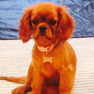 Ruby King Charles Cavalier. Fun loving, love sticks and chasing birds.
