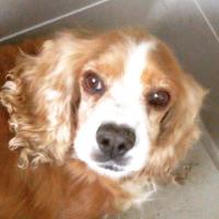 配布犬 (@jonfox7) 's Twitter Profile