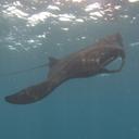 Andreas Koch - @doppelzorro - Twitter