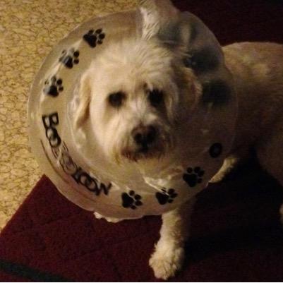 tmwrk7's profile picture. Have seen a lot and understand how some of it works. Steelers! ,John Prine, Pat Conroy, Direwolves, Omar Little, Lecia Ford!Mackinac Bridge! & dogs!