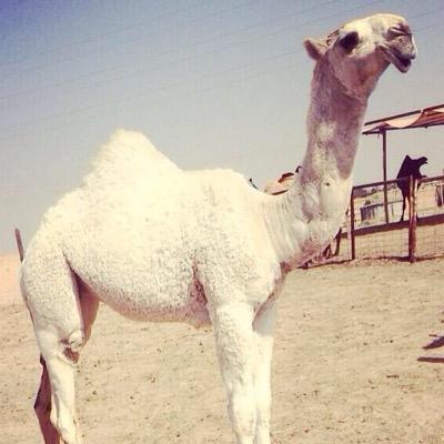 ‏حساب لعرض وطلب وبيع الابل وشيلات وكل مايخص الباديه نتمنا التعليق بما يليق وعدم التطاول على اخد لمن يريد البيع او العرض مراسلتي على