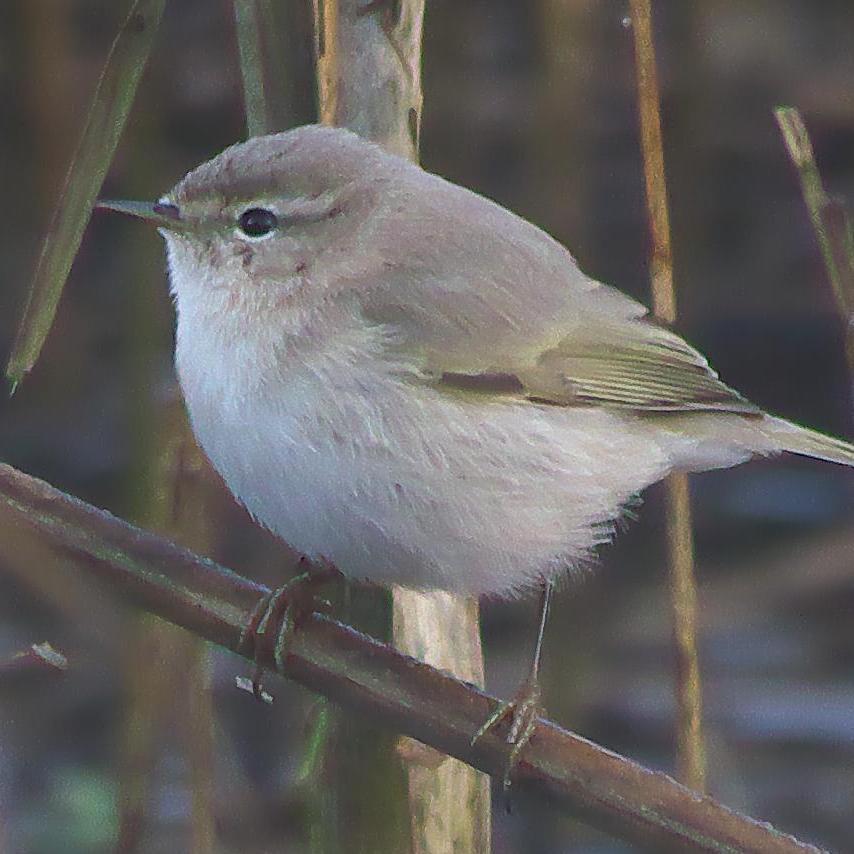 Birder, moth-er, watcher of butterflies and dragonflies and more