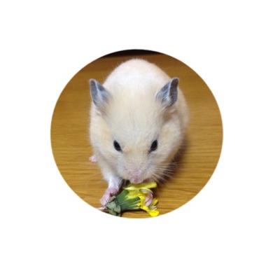 Hamaka_a's profile picture. も う 使 い ま せ ん 。