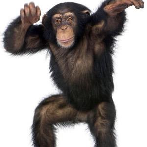 YaboiC3sar's profile picture. *Gag Account* Just a little joke for my most hated human being known as @ditto_kimosabi XX. Feed me Bananas or I'll fuck your bitch ;)