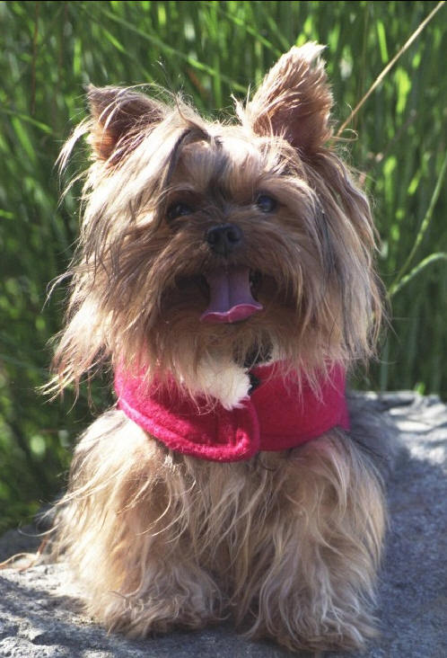 Progressive, honest, marketer, shelter dog rescuer & loyal friend. Democracy was paused, but it survived. Let's do this together. No DMs pls.  PLEASE VOTE BLUE!