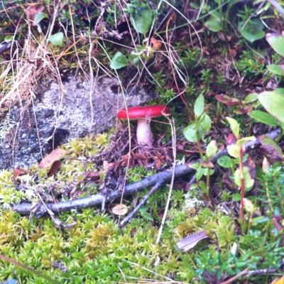 ErlendLien's profile picture. Fri fugl