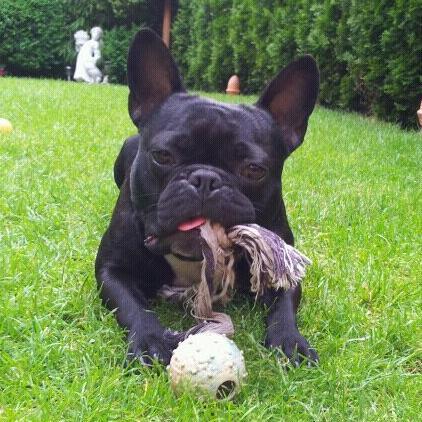 Da guckste, wat? Von wegen Hunde können nicht denken. Aber wo bleiben meine Manieren? Wenn ich mich vorstellen darf: Ich bin Madox.
