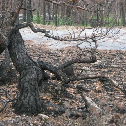 Kvinner_i_Skog's profile picture. KiS er en uavhengig forening for alle kvinner som har et forhold til trær.
https://t.co/eyIHHE2e2i
Women in Forestry - Norway