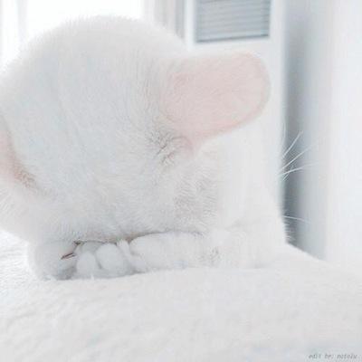 ドナ