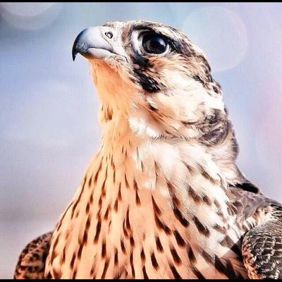 صلوا على النبي / متذوق لشعر واحيان احاول كتابته /للمتاتبعه على الاستقرام hmm.3j