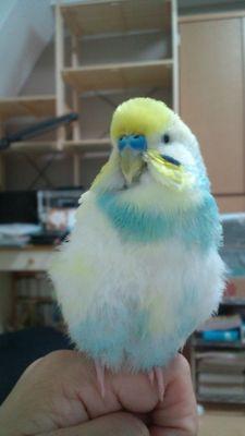 鳥と犬とにゃんこと山好きですー。
去年から久しぶりにセキセイインコ♀飼い始めました。漫画アニメも大好きです。最近はアニメ実況メイン・・・かな