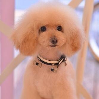 yukiko928's profile picture. 2014〜監査法人で修行中／2018、CPA登録／👧5y 👦2y