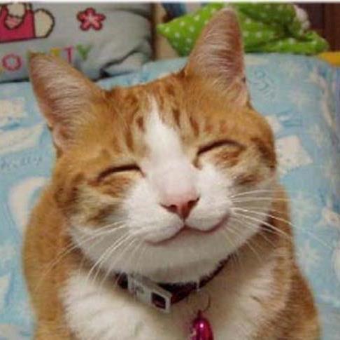 猫好きに悪い人はいない